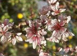 Peach (amygdalus persica l. - prunus persica  (l.) batsch) - HIPERnatural.COM