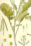 MOSTAZA NEGRA (brassica nigra) - HIPERnatural.COM
