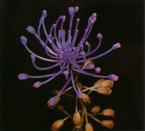 MUSCARI (muscari comosum) - HIPERnatural.COM