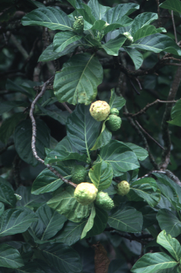 NONI (morinda citrofolia) - HIPERnatural.COM