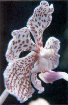 ORCHIS (orchis mascula) - HIPERnatural.COM