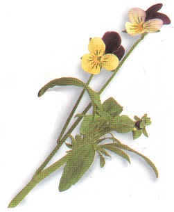 PENSAMIENTO SILVES (viola tricolor) 