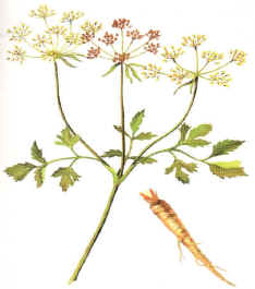PEREGIL (petroselinum sativum) - HIPERnatural.COM