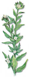 PERLINA (mijo de sollithospermum erythorryzon) - HIPERnatural.COM
