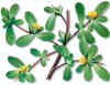 PORTULACA (verdolaga  portulaca oleracea) - HIPERnatural.COM