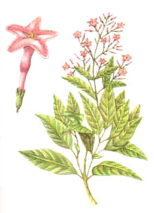 QUINO (cinchona sp.) - HIPERnatural.COM