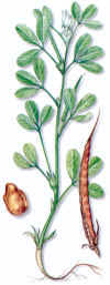 RICA (alholva trigonella foenum-graecum) - HIPERnatural.COM