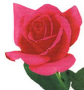 ROSA (rosa rosa) - HIPERnatural.COM