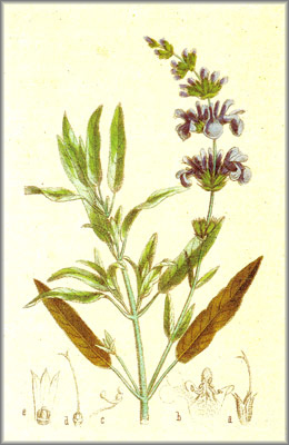 SALVIA () - HIPERnatural.COM