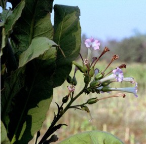 Tanacetumvulgare (nicotianatabacumlinnaeus) - HIPERnatural.COM