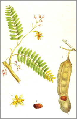 TAMARINDO (tamarindus indica) - HIPERnatural.COM