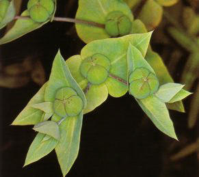 TARTAGO (euphorbia lathyris) - HIPERnatural.COM