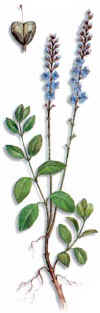 TRIACA (verónica veronica officinalis) - HIPERnatural.COM