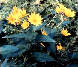 TUPINAMBO (helianthustuberosus) - HIPERnatural.COM