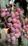 UVA (vid  vitis vinifera) - HIPERnatural.COM