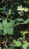 UVA DEL LAGARTO (brionia bryonia dioica) - HIPERnatural.COM