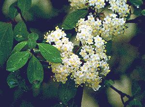 VIBURNO (viburnum prunifolium) - HIPERnatural.COM